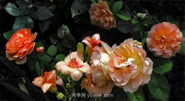 哪些月季耐曬？25大耐熱月季品種推薦(圖15)