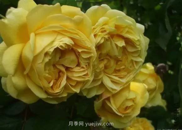 哪些月季耐曬？25大耐熱月季品種推薦(圖16)
