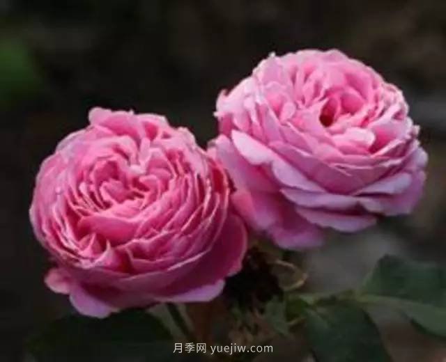 哪些月季耐曬？25大耐熱月季品種推薦(圖23)