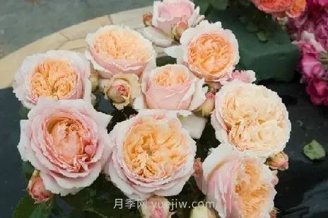 哪些月季耐曬？25大耐熱月季品種推薦(圖11)