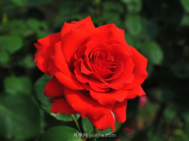 月季花開(kāi)你有找到屬于你的那個(gè)人嗎？(圖1)