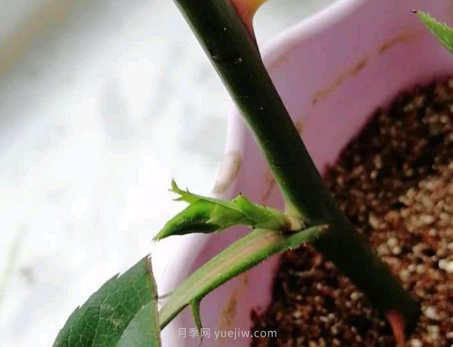 扦插的月季花枝條沒(méi)長(cháng)根就出花苞正常嗎？(圖1)