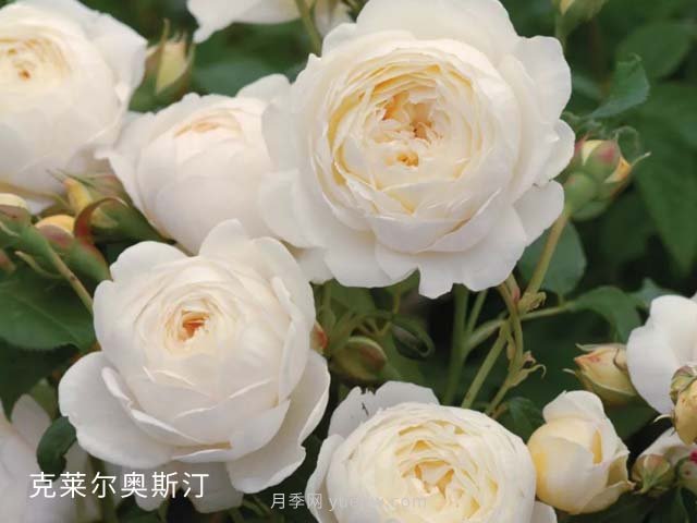 克萊爾奧斯汀月季養殖要點(diǎn)(圖1)