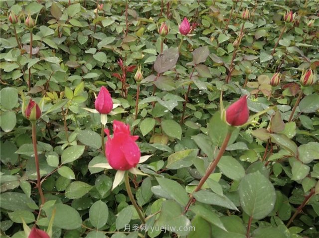 月季花怎樣扦插比較容易活？(圖1)