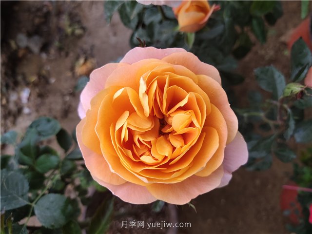 豐花月季（F/FI系）和 微型月季（Min系）的區別(圖1)