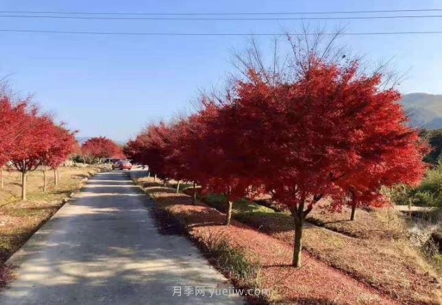 雞爪槭苗木的栽培養護要點(diǎn)(圖1)