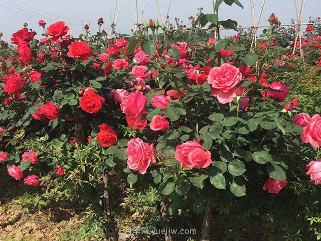 判斷月季花缺乏營(yíng)養的竅門(mén)(圖1)