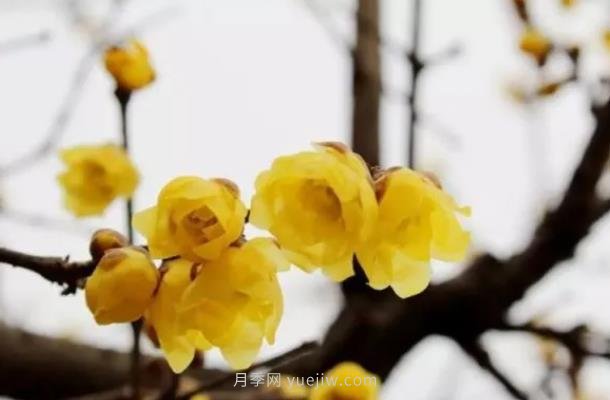 紅梅和蠟梅的區別(圖1)