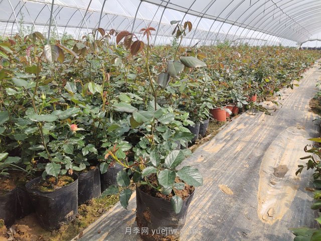 新移栽樹(shù)狀月季明明發(fā)芽了，為何又枯了？(圖1)