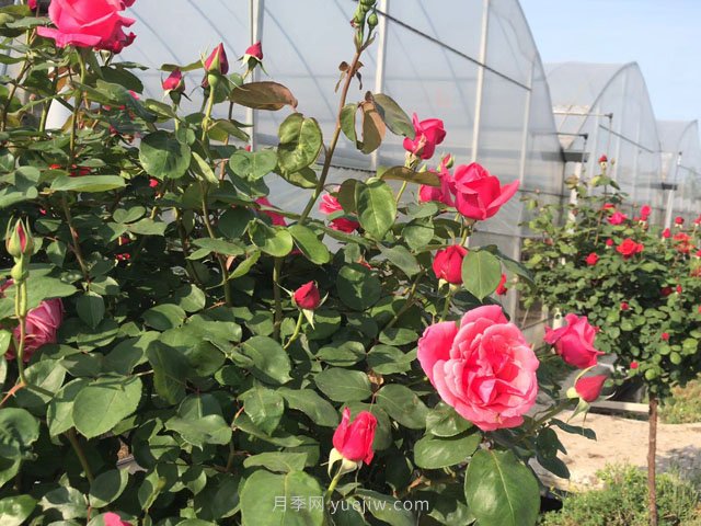 全年12個(gè)月的園林完全手冊，月季苗木種植養護百事通(圖3)