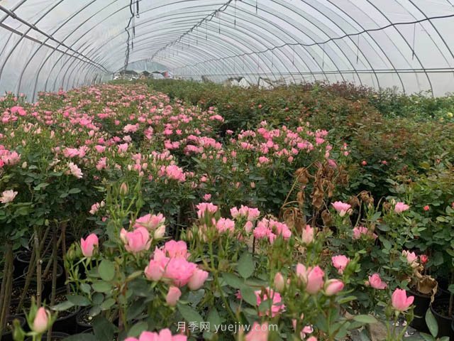 全年12個(gè)月的園林完全手冊，月季苗木種植養護百事通(圖2)