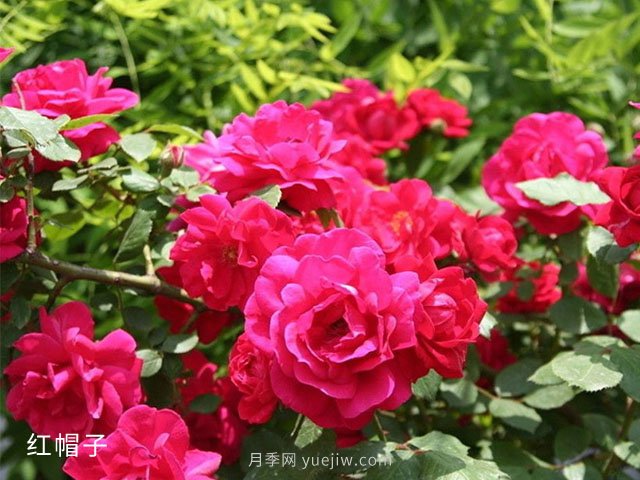 一位資深農業(yè)人總結的3條大果園盈利經(jīng)驗(圖1)
