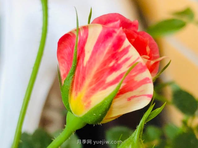 躲躲藏藏月季，開(kāi)啟變身之路的寶藏微月(圖2)