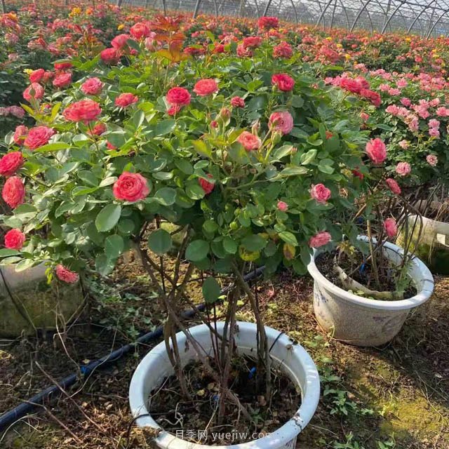 新型月季花籃，小高桿月季玩出新花樣(圖3)
