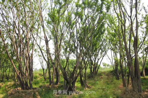 南陽(yáng)苗木人注意了！叢生苗木火爆市場(chǎng)(圖1)