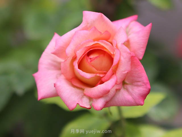 街拍美麗的月季花，大家共同的市花(圖2)