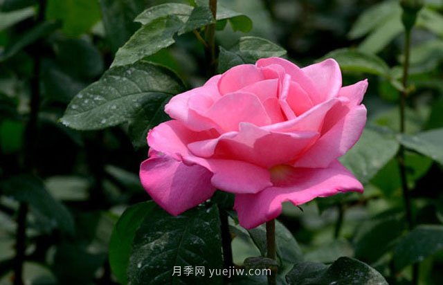 月季常見(jiàn)病蟲(chóng)害紅蜘蛛的防治辦法(圖1)