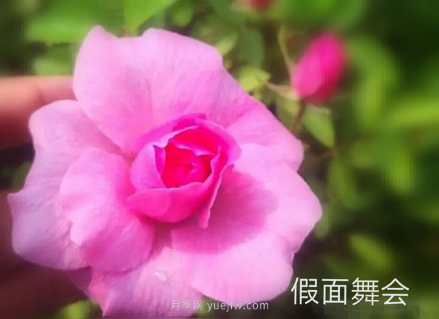 假面舞會(huì )月季(圖2)