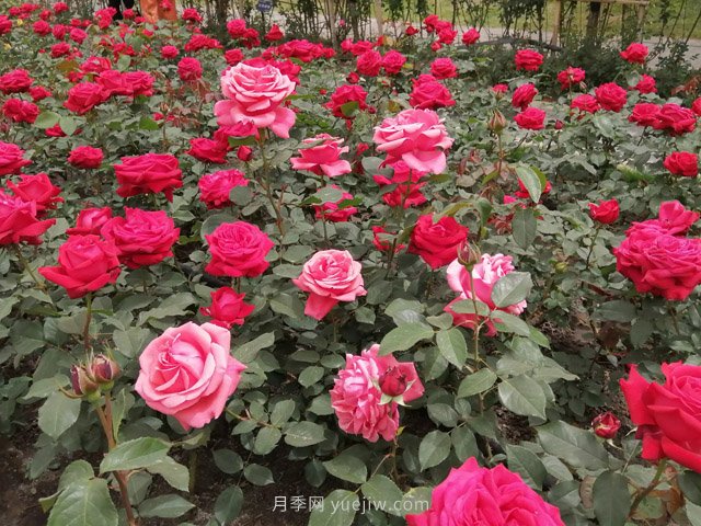 短文學(xué)：描寫(xiě)月季花的優(yōu)美句子(圖1)