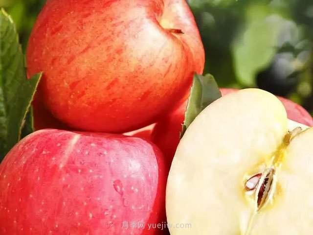 熱門(mén)的23種蘋(píng)果的品種產(chǎn)地及成熟時(shí)間知識(圖1)