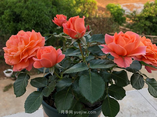 土星王陽(yáng)臺月季，非常值得入手的盆栽月季(圖1)