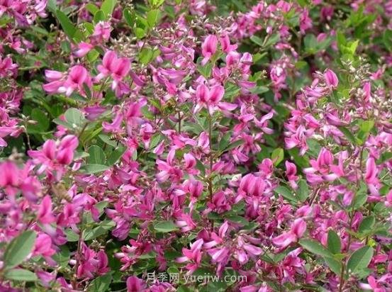 二色胡枝子的特性，種植時(shí)間和使用價(jià)值(圖1)