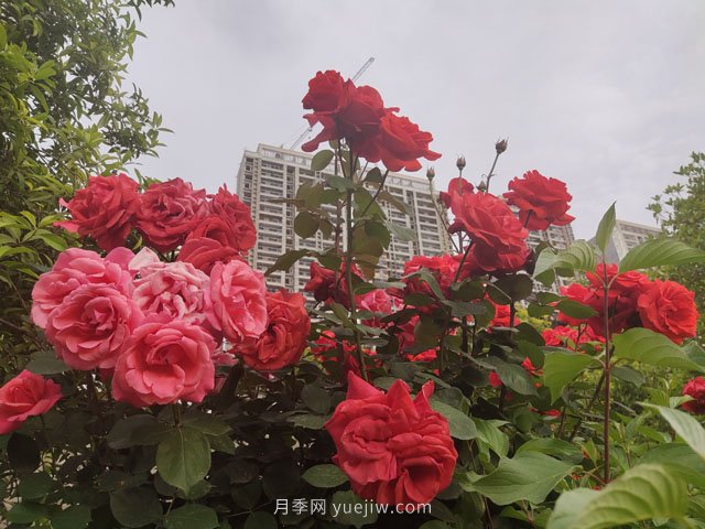 七月份苗木養護工作要點(diǎn)?(圖1)