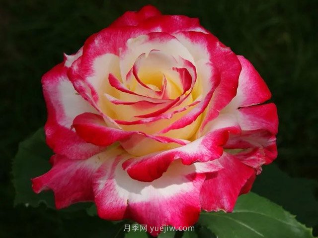 全世界每一個(gè)月季品種園里，都會(huì )有一種和平月季寧靜祥和地盛開(kāi)(圖9)