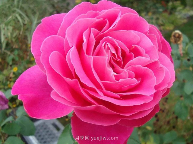 全世界每一個(gè)月季品種園里，都會(huì )有一種和平月季寧靜祥和地盛開(kāi)(圖7)
