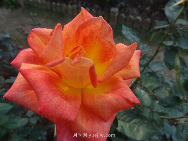 篝火月季的優(yōu)缺點(diǎn)是什么？(圖1)