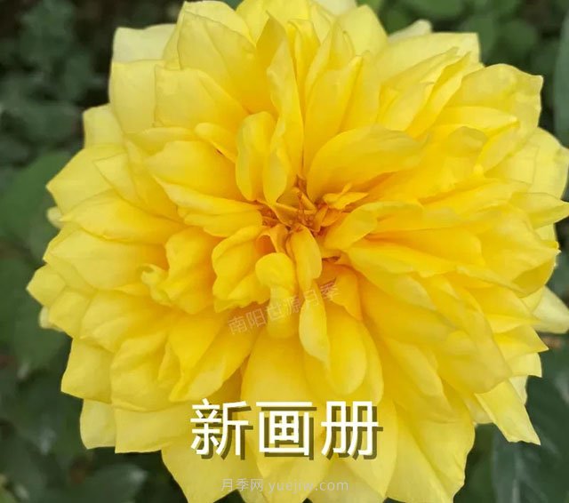 新畫(huà)冊月季(圖1)
