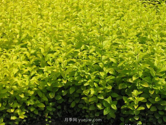 金葉女貞苗木養護(圖1)