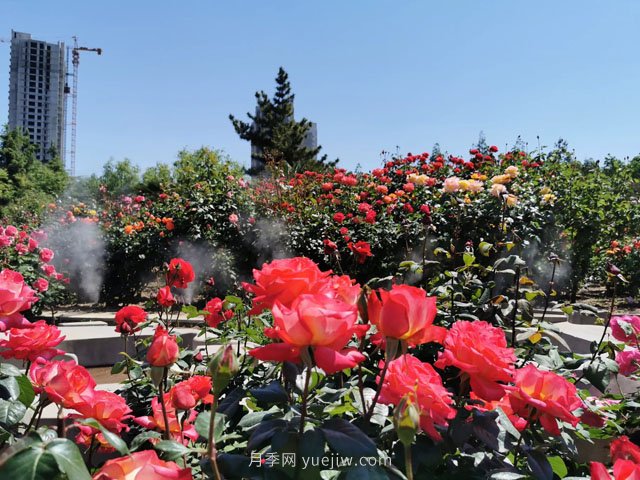賞鄭州月季公園，相看誰(shuí)有此花香(圖1)