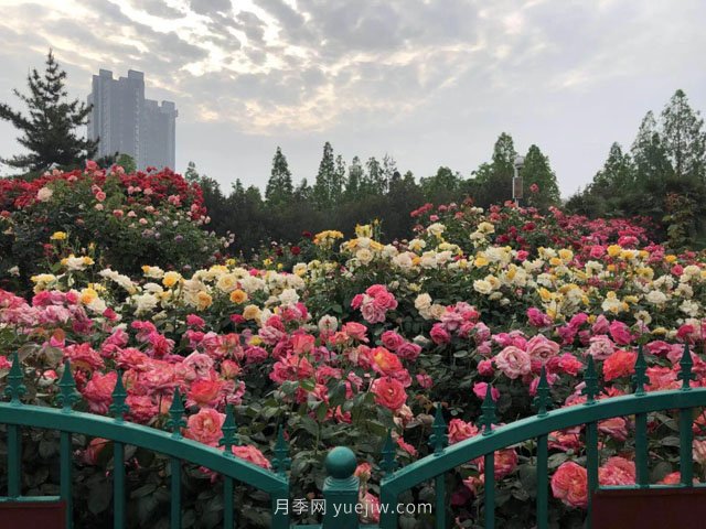 賞鄭州月季公園，相看誰(shuí)有此花香(圖2)