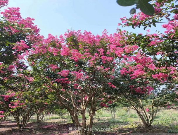 紫薇怎么種植才能長(cháng)得好(圖1)