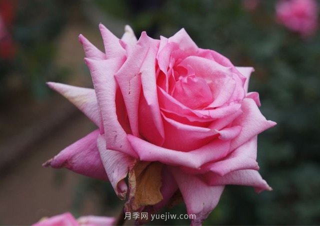 維拉夫人月季的優(yōu)缺點(diǎn)是什么？(圖1)