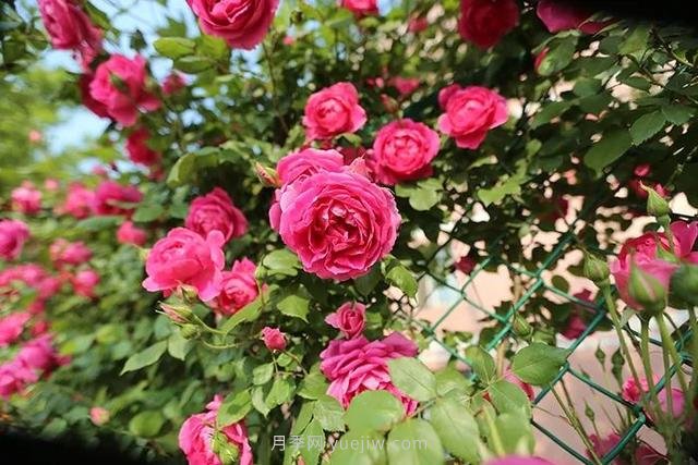 茶葉水可以澆月季花嗎？(圖1)