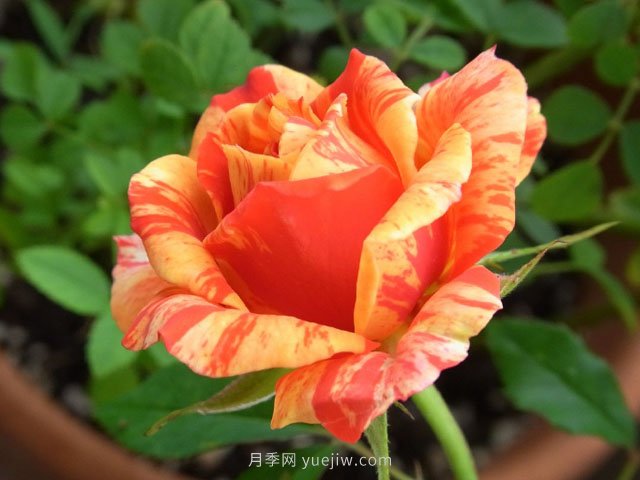 戲法柯德娜月季的優(yōu)缺點(diǎn)是什么？(圖1)