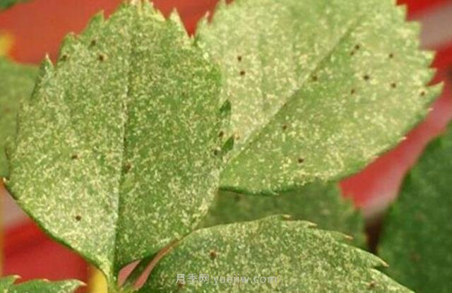夏季高溫紅蜘蛛危害達到高峰，怎樣有效進(jìn)行防治？(圖1)