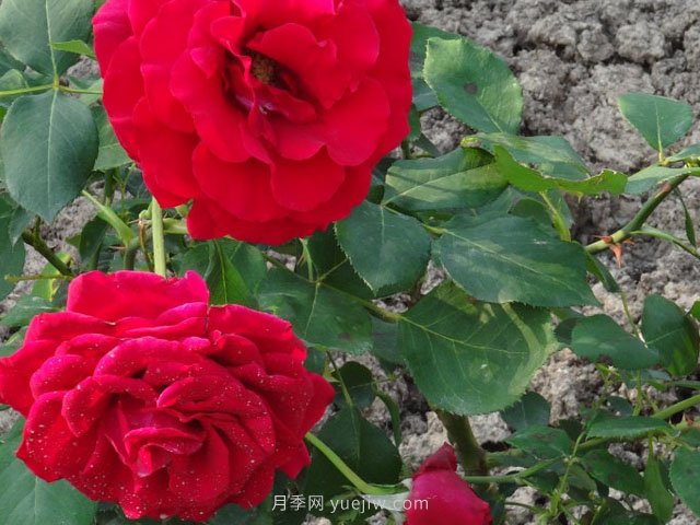 香魔84月季的優(yōu)缺點(diǎn)是什么？(圖1)