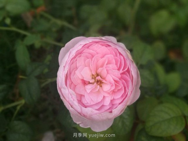 花友淘汰掉的10種月季，缺點(diǎn)多于優(yōu)點(diǎn)，是這樣嗎(圖3)