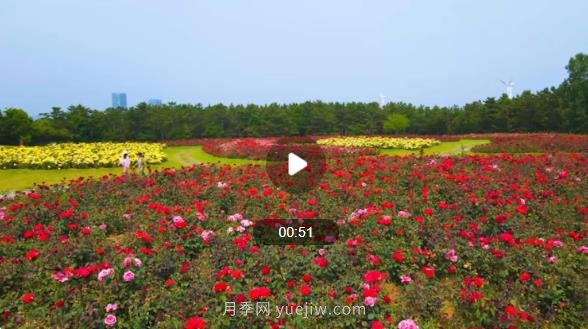山東威海經(jīng)區月季花開(kāi)香滿(mǎn)城(圖1)