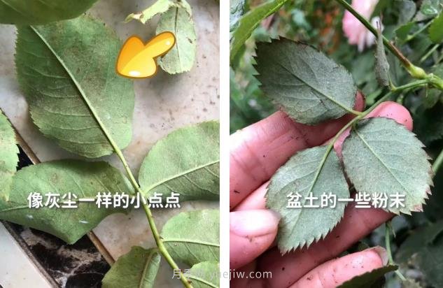 紅蜘蛛，夏季月季頭號害蟲(chóng)，有一整套防治方法(圖2)