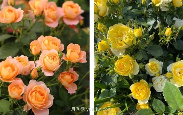 月季突然換了臉？不用擔心，是芽變啦！(圖4)