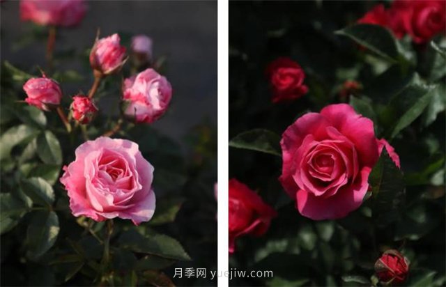 月季突然換了臉？不用擔心，是芽變啦！(圖6)