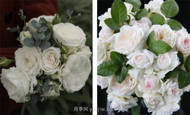 月季突然換了臉？不用擔心，是芽變啦！(圖7)