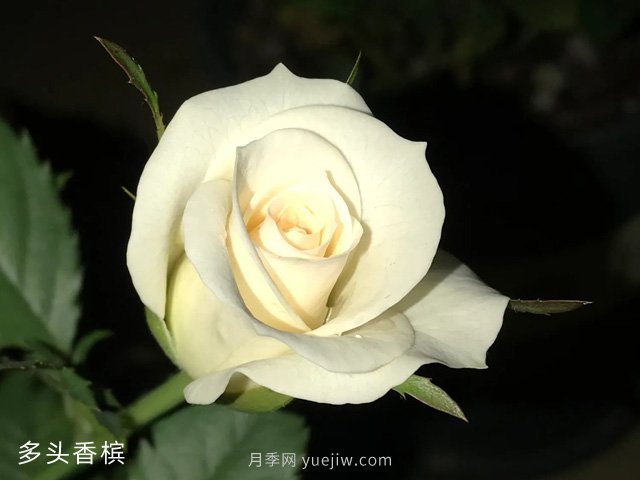 多頭香檳月季的優(yōu)缺點(diǎn)是什么？(圖1)