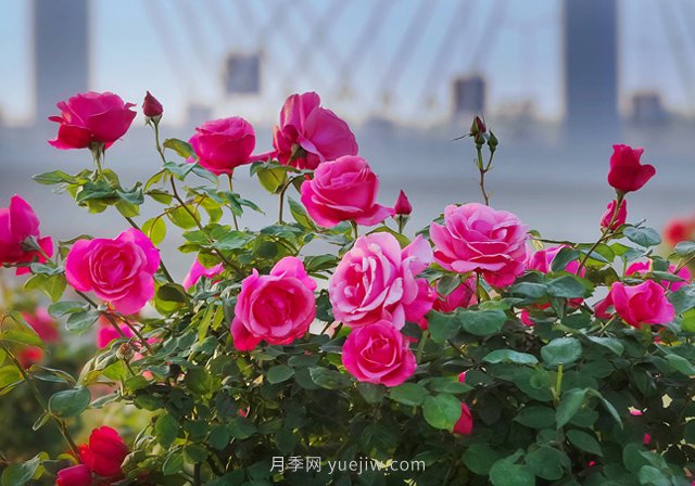 中國月季之鄉：南陽(yáng)石橋(圖1)