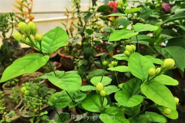 夏季養花要選對品種，推薦6種花卉適合高溫(圖2)