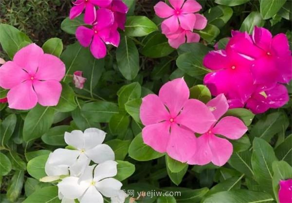 夏季養花要選對品種，推薦6種花卉適合高溫(圖4)
